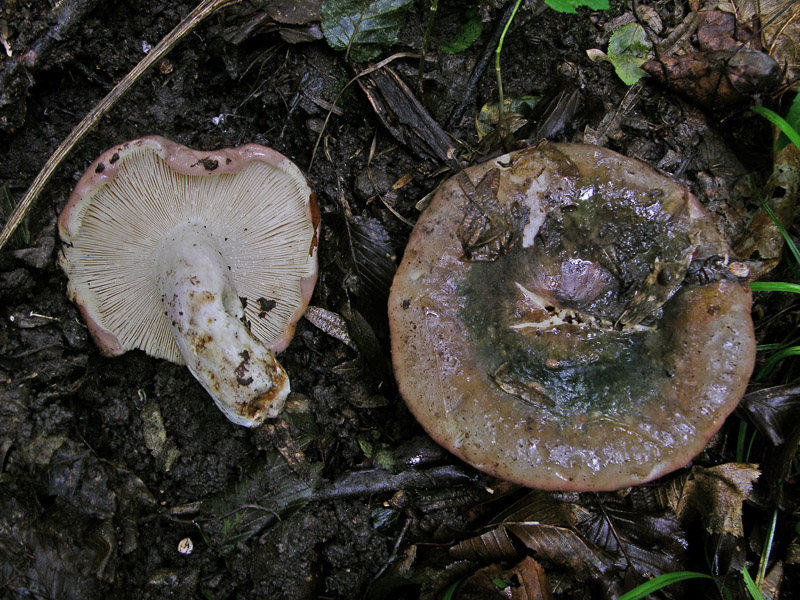 Risposte griglia 2 (marted� 29 maggio)